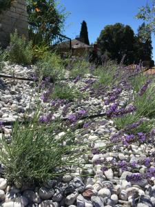 波尔托罗Casa Maly的种有紫色花草的岩石花园