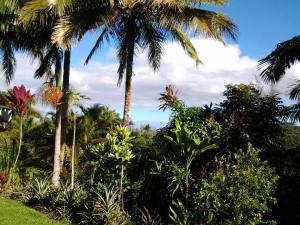 帕霍阿热带熔岩树美景酒店的花园里的棕榈树