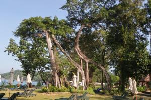 蔻立Khaolak Merlin Resort的一组树木,带椅子和遮阳伞