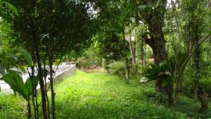 提喀迪Philip Mary Farm Stay的一条穿过绿草和树木林的小路