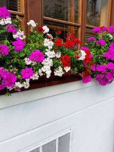 米库洛夫乌夏巴卡膳食公寓的窗台上满布五颜六色花朵的窗箱