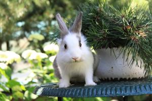 帕兰加阿特米德精品别墅的一只兔子坐在植物旁边的桌子上
