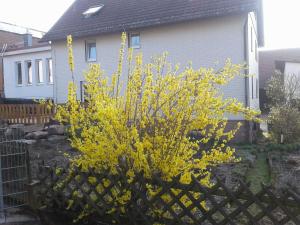 HembachKreuzdellenhof Ferienzimmer的房屋前有黄色花的灌木