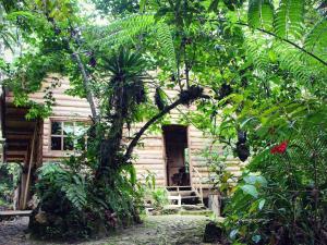 ChijoúParaiso Verde的树中间的小木屋