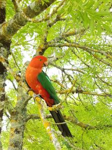 Howqua杰米森山谷山林小屋的树枝上的一个红绿鸟