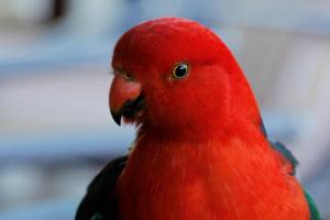 Howqua杰米森山谷山林小屋的一只红鹦鹉正在看着摄像机