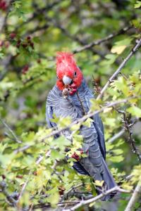 Howqua杰米森山谷山林小屋的树枝上的红鸟
