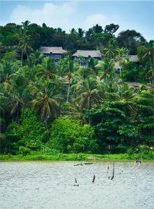 可瓦兰Taj Green Cove Resort and Spa Kovalam的一群鸟在水中树前