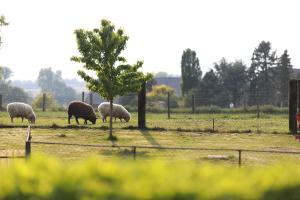 UedemHotel Haus Nachtigall - B&B的一群羊在一棵树的田野里放牧