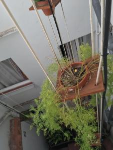 锡切斯熙德酒店的悬挂在天花板上的盆栽植物群