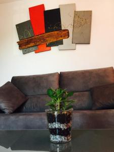 萨莫拉enZamorarte的沙发前桌子上盆栽的植物