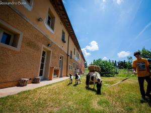 福利亚Agriturismo La Valle della Lavanda - Podere Mezzastrada的一名男子在建筑物旁的绳索上行走一头牛