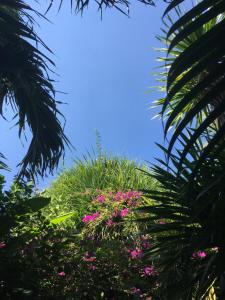 吉利特拉旺安吉利宁静日旅馆的蓝天,有粉红色的花朵和棕榈树