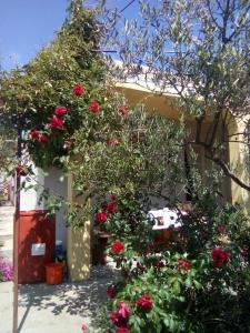 卡普里耶Holiday Home Zeljana的一座花园,在一座建筑里种着红色玫瑰