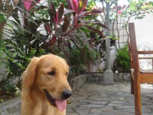 萨尔瓦多Hostel Casarão 65的一只棕色的狗坐在长凳旁边