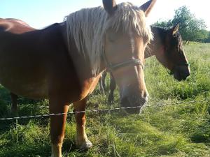 Zwartowko Agroturystyka Józefówka Borkowo Lęborskie的两匹马站在铁丝网围栏旁边