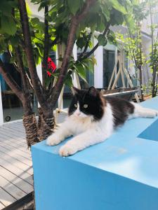 密云北京古北口长城团园客栈的一只黑白猫躺在蓝色的桌子上
