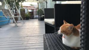 密云北京古北口长城团园客栈的一只橙色和白色的猫坐在藤椅上