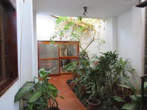 YurimaguasPosada Cumpanama的门前满布植物的房间