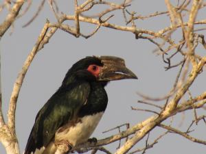 ManguziKosi Bay Casitas的鸟坐在树枝上