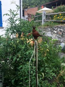 Pugerna卡多戛纳维吉亚公寓的坐在植物顶上的红鸟