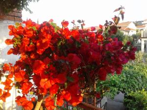 苏佩塔尔ROOMS LUCE 2 & Supetar的 ⁇ 上一束红色和橙色的花