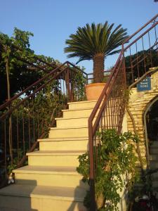 苏佩塔尔ROOMS LUCE 2 & Supetar的一套楼梯,在锅里放着棕榈树