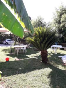 蒂沃利casa Marilena的坐在院子中间的棕榈树