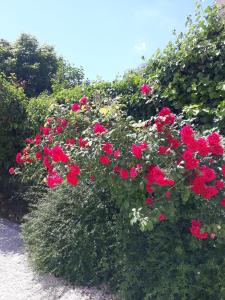 普罗万coté remparts的灌木丛中的一束红色花