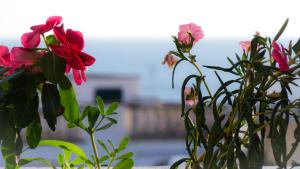 帕图Villa del mar的花瓶里一群粉红色的花