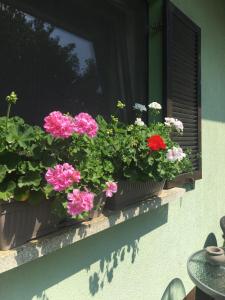 ŠtrigovaHoliday Home Mađerka的窗台上满鲜花的窗箱