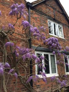 温莎The Old Farmhouse的砖楼前一棵紫色花的树