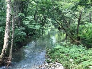 汤泽町Naeba Ski Resort & Fuji Rock的林中树木的溪流