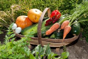 但尼丁Hereweka Garden Retreat的花园里满是蔬菜的篮子
