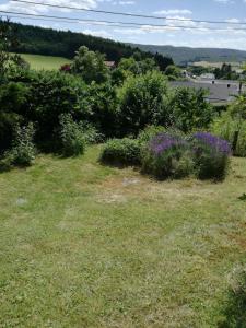 TreignesLes Tiennes的一片草田,花紫色,灌木丛