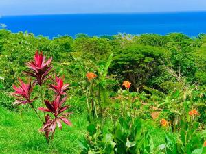 蒙特苏马Casa Guajira的一片花田,背景是大海