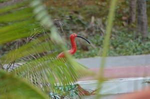 圣路易斯Pousada Maramazon的花园中长 ⁇ 的红鸟