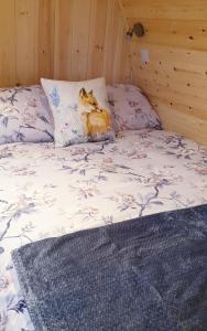 FinstownLilly's Lodges Orkney Hedgehog Lodge的躺在床上的猫