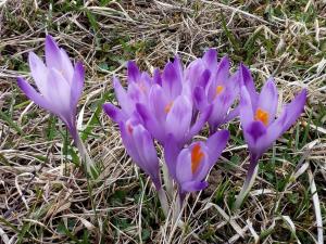多纳瓦利Kamzík Donovaly的草上一群紫色的花