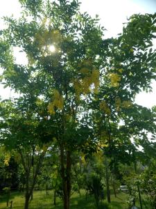 班康卡臣康纳帕亚度假村的田野中一棵黄叶树