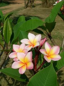 班康卡臣康纳帕亚度假村的植物上一组粉红色和黄色的花