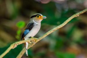 班康卡臣康纳帕亚度假村的栖息在树枝上的鸟
