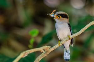班康卡臣康纳帕亚度假村的鸟坐在树枝上,嘴里拿着一块食物