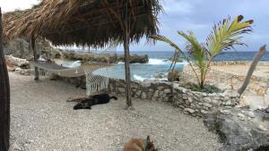 Robins BayForever Cottage的一条狗躺在海滩上,旁边是吊床和大海