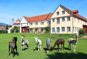 珀劳JUFA Hotel Pöllau - Bio Landerlebnis的一群动物在建筑前的田野里放牧