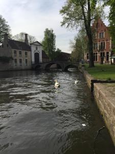 阿尔特Hotel Prélude的两只鸭子在河里游着桥