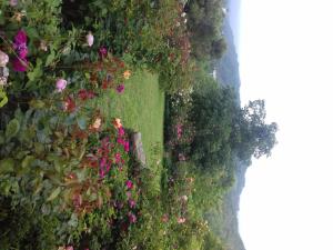 Millesimo玫瑰花园住宿加早餐旅馆的花园的顶部景色,花园种有鲜花和植物