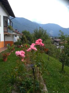 托尔明Sobe Černilogar的院子里一群粉红色的花