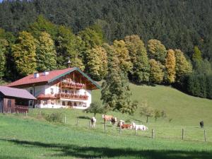 法伊施特瑙Am Ferienbauernhof Schmiedbauer com Salzkammergut的田野上牛群的山丘上的房子