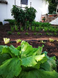 奥列纳Agriturismo Guthiddai的庭院内种有绿色植物的花园